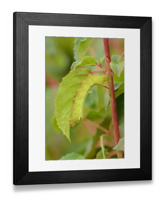 Framed Print : Silver-striped Hawkmoth (Hippotion celerio) fully grown final instar larva, feeding on Fuchsia (Fuschia sp. ) leaf Framed Print : Silver-striped Hawkmoth (Hippotion celerio) fully grown final instar larva, feeding on Fuchsia (Fuschia sp. ) leaf