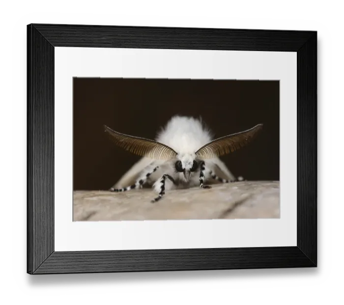 Framed Print : White Satin Moth (Leucoma salicis) adult male, showing antennae, resting on birch bark, Oxfordshire, England, July Framed Print : White Satin Moth (Leucoma salicis) adult male, showing antennae, resting on birch bark, Oxfordshire, England, July