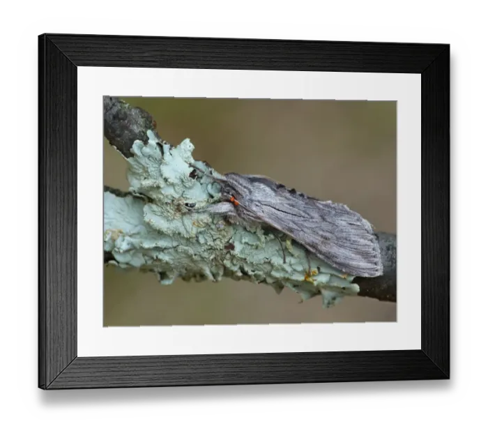 Framed Print : Chamomile Shark (Cucullia chamomillae) adult, with parasitic mites on antenna, resting on lichen covered twig Framed Print : Chamomile Shark (Cucullia chamomillae) adult, with parasitic mites on antenna, resting on lichen covered twig
