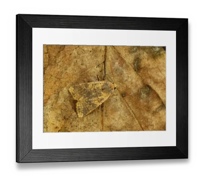 Framed Print : Dusky-lemon Sallow (Xanthia gilvago) adult, resting on leaf, Norfolk, England, October Framed Print : Dusky-lemon Sallow (Xanthia gilvago) adult, resting on leaf, Norfolk, England, October