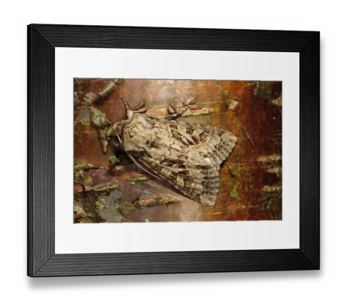 Framed Print : The Shears (Hada plebeja) adult, resting on tree bark, Powys, Wales, June Framed Print : The Shears (Hada plebeja) adult, resting on tree bark, Powys, Wales, June
