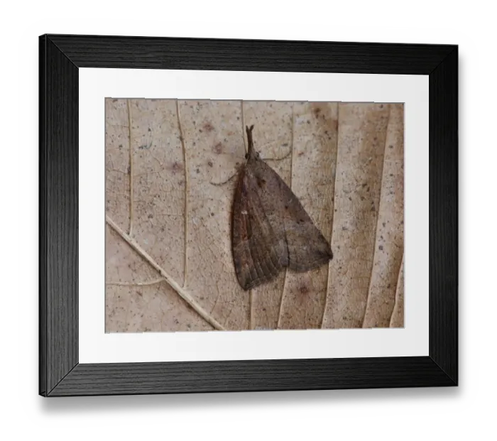 Framed Print : Buttoned Snout (Hypena rostralis) adult, resting on leaf litter, Cannobina Valley, Italian Alps, Piedmont Framed Print : Buttoned Snout (Hypena rostralis) adult, resting on leaf litter, Cannobina Valley, Italian Alps, Piedmont