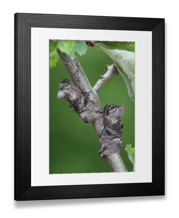 Framed Print : Spectacle (Abrostola tripartita) two adults, camouflaged on twig, Sheffield, South Yorkshire, England, May Framed Print : Spectacle (Abrostola tripartita) two adults, camouflaged on twig, Sheffield, South Yorkshire, England, May