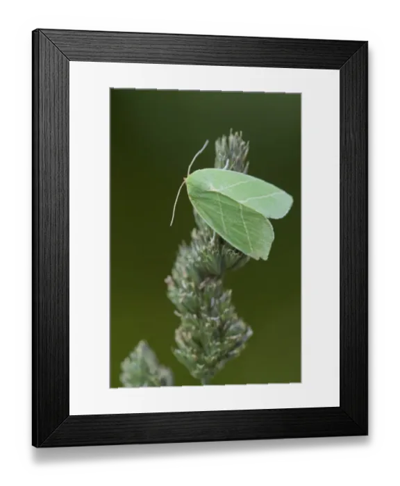Framed Print : Scarce Silver-lines (Bena bicolorana) adult, Sheffield, South Yorkshire, England, July Framed Print : Scarce Silver-lines (Bena bicolorana) adult, Sheffield, South Yorkshire, England, July
