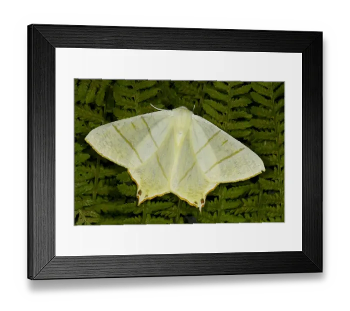 Framed Print : Swallow-tailed Moth (Ourapteryx sambucaria) adult, resting on fern fronds, Powys, Wales, July Framed Print : Swallow-tailed Moth (Ourapteryx sambucaria) adult, resting on fern fronds, Powys, Wales, July