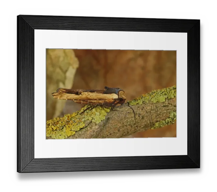 Framed Print : Red Sword-grass Moth (Xylena vetusta) adult, resting on lichen covered twig, Norfolk, England, October Framed Print : Red Sword-grass Moth (Xylena vetusta) adult, resting on lichen covered twig, Norfolk, England, October
