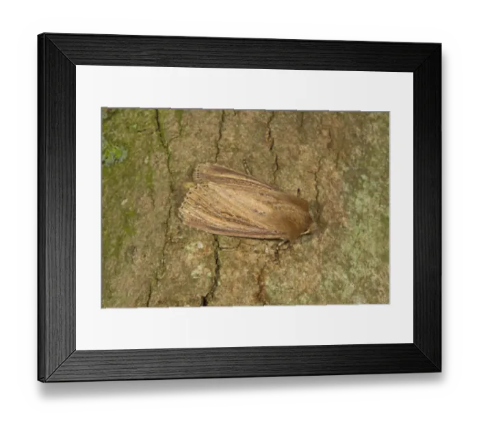 Framed Print : Bulrush Wainscot (Nonagria typhae) adult, resting on bark, Norfolk, England, August