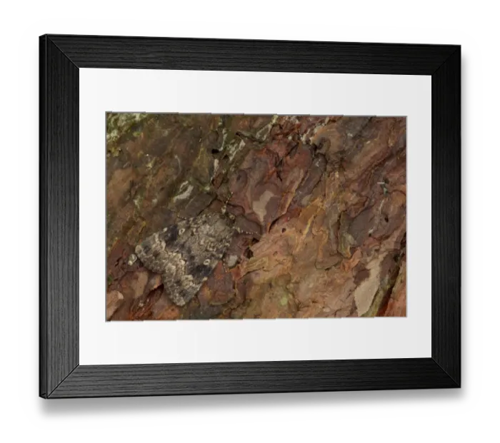Framed Print : Red Underwing Moth (Catocala nupta) adult, resting on pine bark, Sheffield, South Yorkshire, England, August