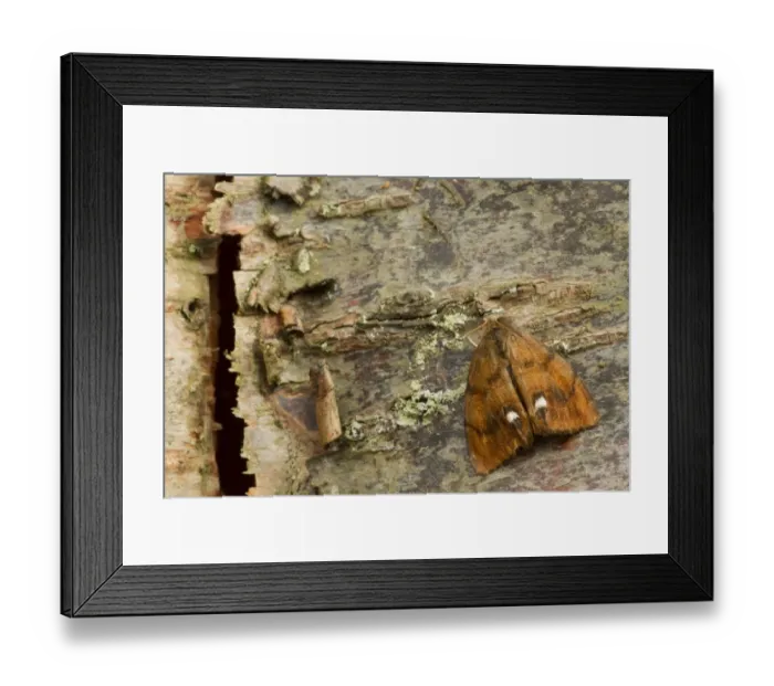 Framed Print : Common Vapourer (Orgyia antiqua) adult male, resting on birch bark, Sheffield, South Yorkshire, England, September