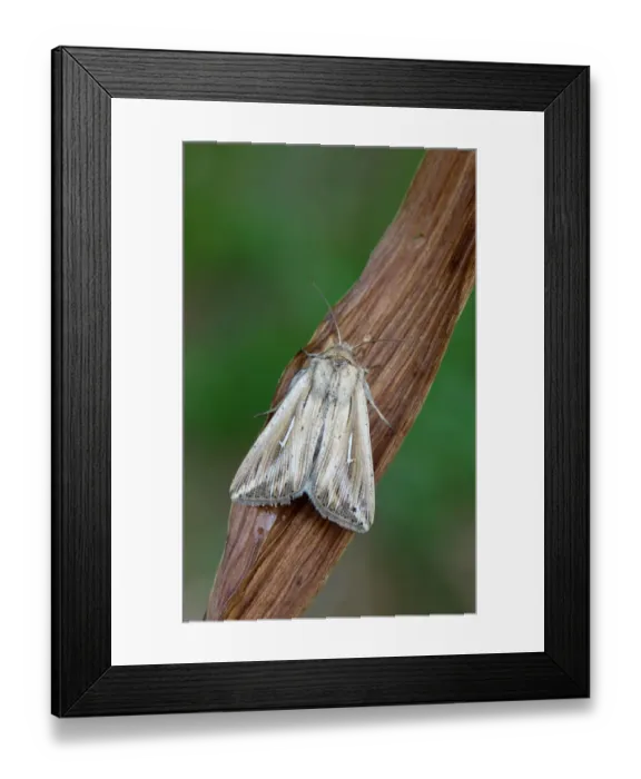 Framed Print : L-album Wainscot (Mythimna l-album) adult, resting on vegetation, Cannobina Valley, Italian Alps, Piedmont Framed Print : L-album Wainscot (Mythimna l-album) adult, resting on vegetation, Cannobina Valley, Italian Alps, Piedmont
