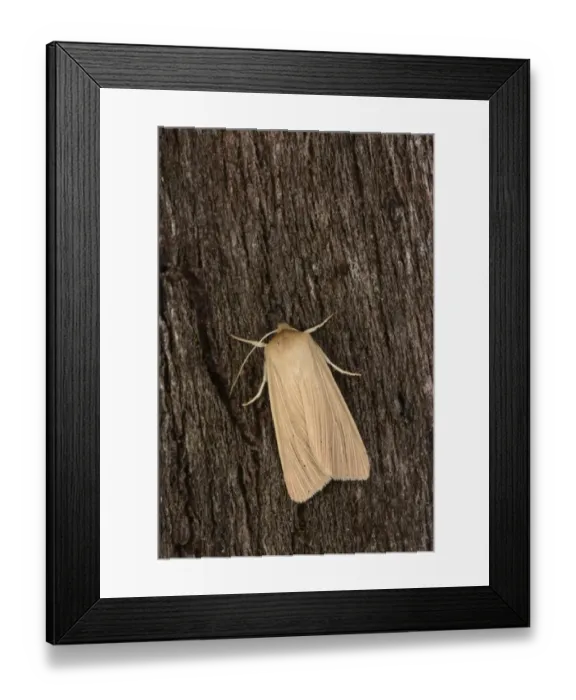 Framed Print : Southern Wainscot (Mythimna straminea) adult, resting on bark, Oxfordshire, England, August Framed Print : Southern Wainscot (Mythimna straminea) adult, resting on bark, Oxfordshire, England, August