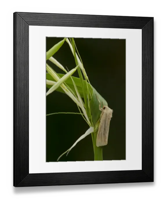 Framed Print : Common Wainscot (Mythimna pallens) adult, resting on grass, Sheffield, South Yorkshire, England, July Framed Print : Common Wainscot (Mythimna pallens) adult, resting on grass, Sheffield, South Yorkshire, England, July
