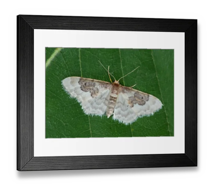 Framed Print : Least Carpet (Idaea rusticata atrosignaria) adult, resting on leaf, Cannobina Valley, Italian Alps, Piedmont