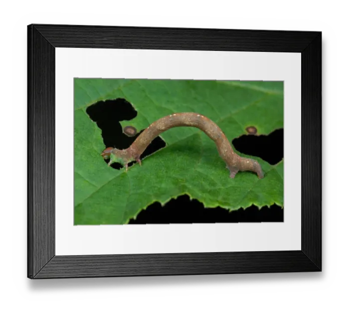 Framed Print : Common White Wave (Cabera pusaria) caterpillar, feeding on Common Hazel (Corylus avellana) leaf in ancient woodland Framed Print : Common White Wave (Cabera pusaria) caterpillar, feeding on Common Hazel (Corylus avellana) leaf in ancient woodland
