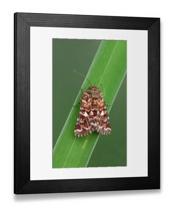 Framed Print : Beautiful Yellow Underwing (Anarta myrtilli) adult male, resting on leaf, Cannobina Valley, Italian Alps, Piedmont Framed Print : Beautiful Yellow Underwing (Anarta myrtilli) adult male, resting on leaf, Cannobina Valley, Italian Alps, Piedmont