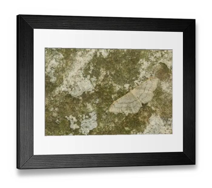 Framed Print : Riband Wave Moth (Idaea aversata) adult, resting on rock, Sheffield, South Yorkshire, England, July