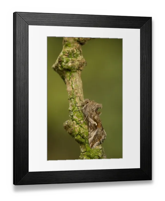 Framed Print : Silver Y (Autographa gamma) adult, resting on twig, Sheffield, South Yorkshire, England, September Framed Print : Silver Y (Autographa gamma) adult, resting on twig, Sheffield, South Yorkshire, England, September