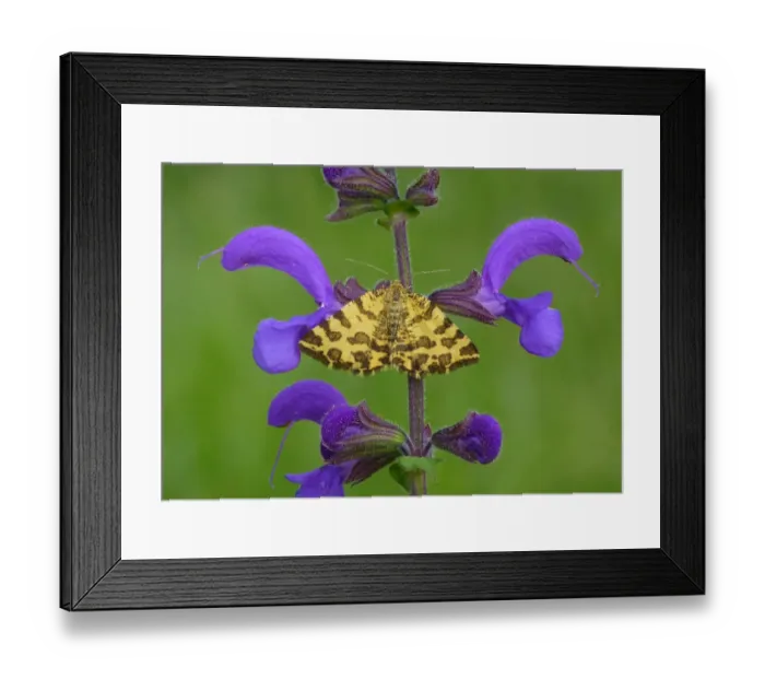 Framed Print : Speckled Yellow Moth (Pseudopanthera macularia) adult, resting on Meadow Clary (Salvia pratensis) flowers, Dolomites Framed Print : Speckled Yellow Moth (Pseudopanthera macularia) adult, resting on Meadow Clary (Salvia pratensis) flowers, Dolomites