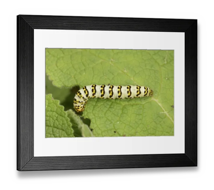 Framed Print : Striped Lychnis Moth (Shargacucullia lychnitis) larva, feeding on mullein leaf, Oxfordshire, England, August Framed Print : Striped Lychnis Moth (Shargacucullia lychnitis) larva, feeding on mullein leaf, Oxfordshire, England, August