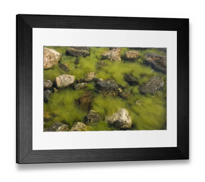 Framed Print : Algae amongst rocks in brackish water, High Coast, Gulf of Bothnia, Baltic Sea, Sweden