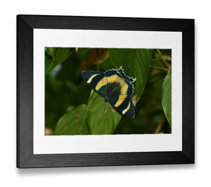 Framed Print : Zodiac Moth (Alcides metaurus) adult, resting on leaf, Queensland, Australia, November Framed Print : Zodiac Moth (Alcides metaurus) adult, resting on leaf, Queensland, Australia, November