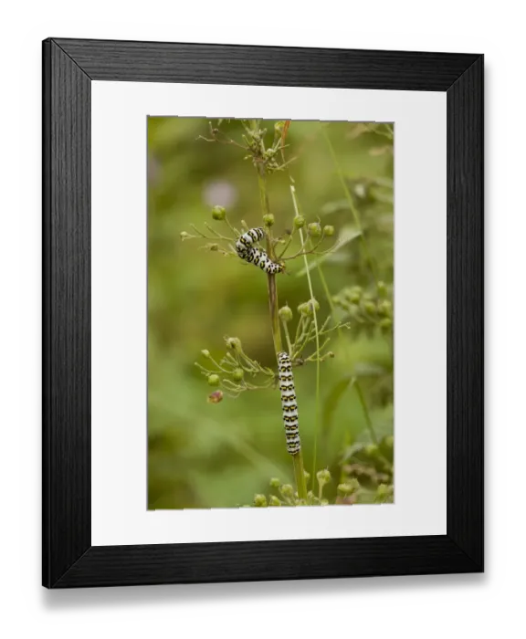 Framed Print : Striped Lychnis Moth (Shargacucullia lychnitis) two caterpillars, feeding on figwort, Pontic Mountains, Anatolia Framed Print : Striped Lychnis Moth (Shargacucullia lychnitis) two caterpillars, feeding on figwort, Pontic Mountains, Anatolia