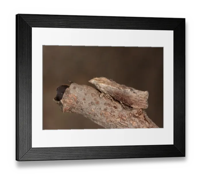 Framed Print : Greater Wax Moth (Galleria mellonella) adult, resting on twig, Oxfordshire, England, August Framed Print : Greater Wax Moth (Galleria mellonella) adult, resting on twig, Oxfordshire, England, August