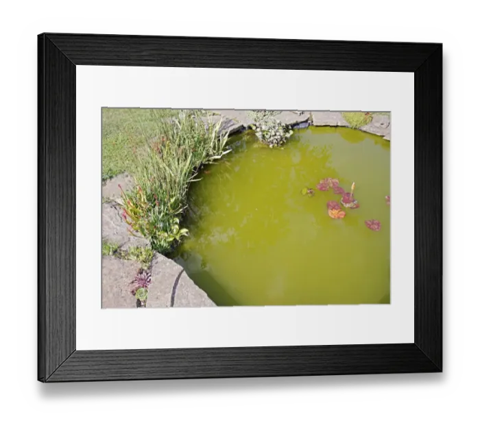 Framed Print : Algal bloom in garden pond, Mendlesham, Suffolk, England, August Framed Print : Algal bloom in garden pond, Mendlesham, Suffolk, England, August
