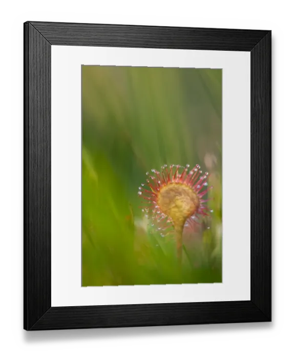 Framed Print : Round-leaved Sundew (Drosera rotundifolia) leaf with glandular hairs and sticky mucilage, growing on lowland heathland