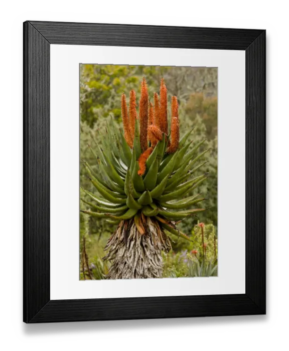Framed Print : Bitter Aloe (Aloe ferox) flowering, South Africa, August Framed Print : Bitter Aloe (Aloe ferox) flowering, South Africa, August