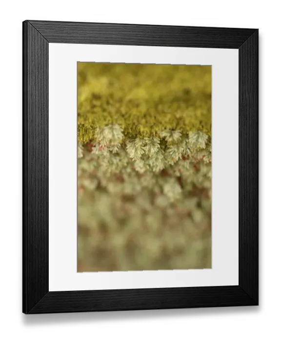 Framed Print : Tunbridge Filmy Fern (Hymenophyllum tunbrigense) translucent fronds, Wakehurst Place, Sussex, England, February Framed Print : Tunbridge Filmy Fern (Hymenophyllum tunbrigense) translucent fronds, Wakehurst Place, Sussex, England, February