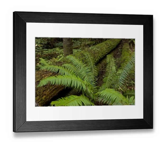 Framed Print : Western Sword Fern (Polystichum munitum) fronds, growing in forest, Van Damme State Park, North California, U. S. A Framed Print : Western Sword Fern (Polystichum munitum) fronds, growing in forest, Van Damme State Park, North California, U. S. A