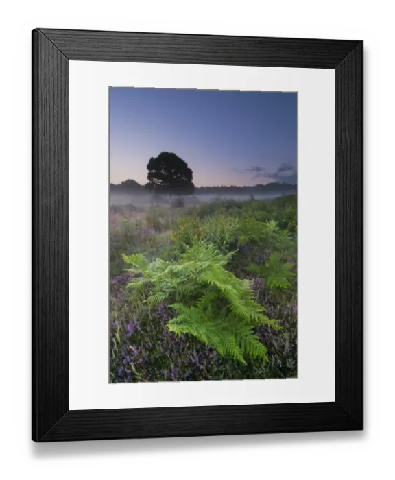 Framed Print : Bracken (Pteridium aquilinum) fronds, and Common Heather (Calluna vulgaris) flowering Framed Print : Bracken (Pteridium aquilinum) fronds, and Common Heather (Calluna vulgaris) flowering