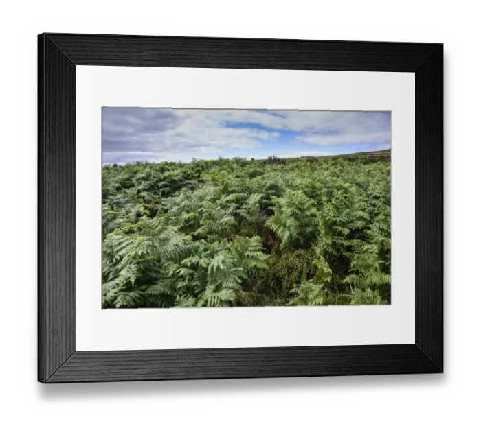Framed Print : Bracken (Pteridium aquilinum) mass growing on quartzite ridge and hill habitat, Stiperstones, Shropshire, England Framed Print : Bracken (Pteridium aquilinum) mass growing on quartzite ridge and hill habitat, Stiperstones, Shropshire, England