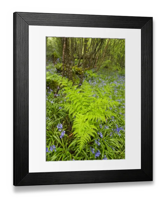 Framed Print : Bracken (Pteridium aquilinum) fronds, growing amongst Bluebell (Endymion non-scriptus) flowering mass Framed Print : Bracken (Pteridium aquilinum) fronds, growing amongst Bluebell (Endymion non-scriptus) flowering mass