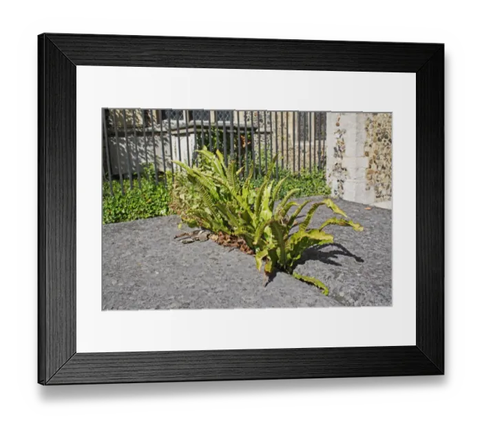 Framed Print : Hart s-tongue Fern (Phyllitis scolopendrium) fronds, growing from cracked tombstone in village churchyard, St Framed Print : Hart s-tongue Fern (Phyllitis scolopendrium) fronds, growing from cracked tombstone in village churchyard, St