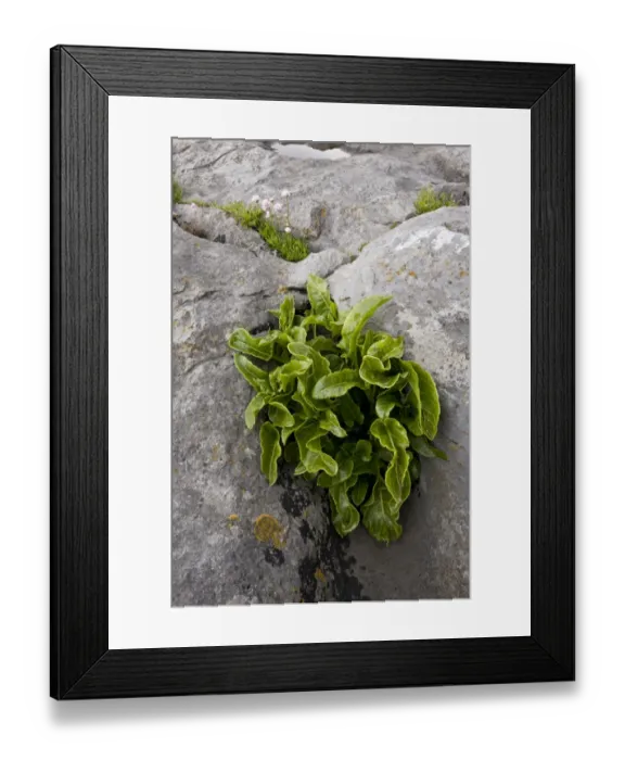 Framed Print : Hart s-tongue Fern (Phyllitis scolopendrium) fronds, growing on coastal limestone pavement, The Burren, County Clare Framed Print : Hart s-tongue Fern (Phyllitis scolopendrium) fronds, growing on coastal limestone pavement, The Burren, County Clare