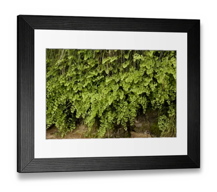 Framed Print : Southern Maidenhair Fern (Adiantum capillus-veneris) growing at native site on wet tufa, Anstey Cove, Torbay, Devon Framed Print : Southern Maidenhair Fern (Adiantum capillus-veneris) growing at native site on wet tufa, Anstey Cove, Torbay, Devon