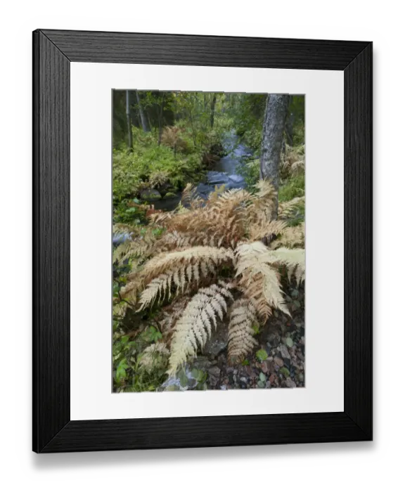 Framed Print : Ostrich Fern (Matteuccia struthiopteris) fronds, in autumn colour, growing beside stream in forest habitat, Muonio Framed Print : Ostrich Fern (Matteuccia struthiopteris) fronds, in autumn colour, growing beside stream in forest habitat, Muonio