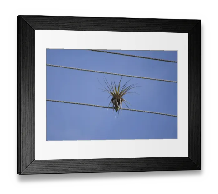 Framed Print : Bromeliad (Tillandsia sp. ) growing on overhead telephone wire, Tobago, Trinidad and Tobago, October Framed Print : Bromeliad (Tillandsia sp. ) growing on overhead telephone wire, Tobago, Trinidad and Tobago, October
