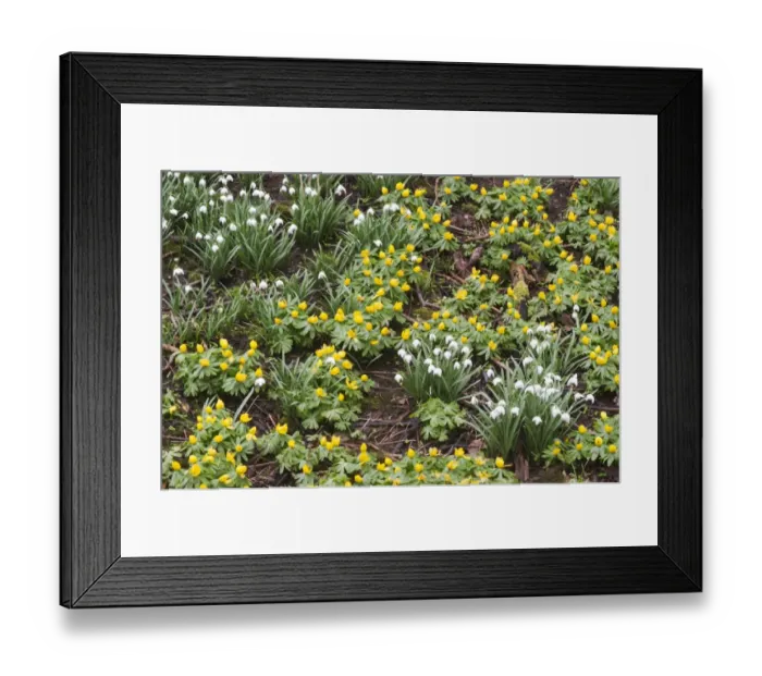 Framed Print : Winter Aconite (Eranthis hyemalis) and Snowdrop (Galanthus nivalis) flowering mass, Kent, England, February Framed Print : Winter Aconite (Eranthis hyemalis) and Snowdrop (Galanthus nivalis) flowering mass, Kent, England, February
