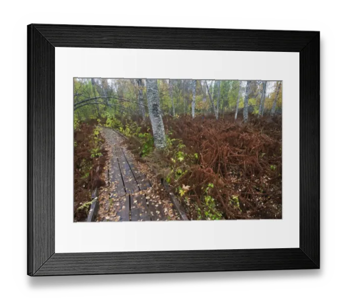 Framed Print : Ostrich Fern (Matteuccia struthiopteris) fronds, in autumn colour, flattened by heavy snow Framed Print : Ostrich Fern (Matteuccia struthiopteris) fronds, in autumn colour, flattened by heavy snow