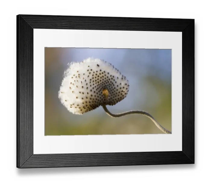 Framed Print : Japanese Anemone (Anemone hupehensis var. japonica) Praecox, close-up of seedhead, in garden, Carmarthenshire, Wales Framed Print : Japanese Anemone (Anemone hupehensis var. japonica) Praecox, close-up of seedhead, in garden, Carmarthenshire, Wales