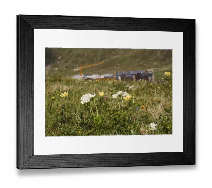 Framed Print : Narcissus-flowered Anemone (Anemone narcissiflora) and Yellow Alpine Pasqueflower (Pulsatilla alpina apiifolia) Framed Print : Narcissus-flowered Anemone (Anemone narcissiflora) and Yellow Alpine Pasqueflower (Pulsatilla alpina apiifolia)