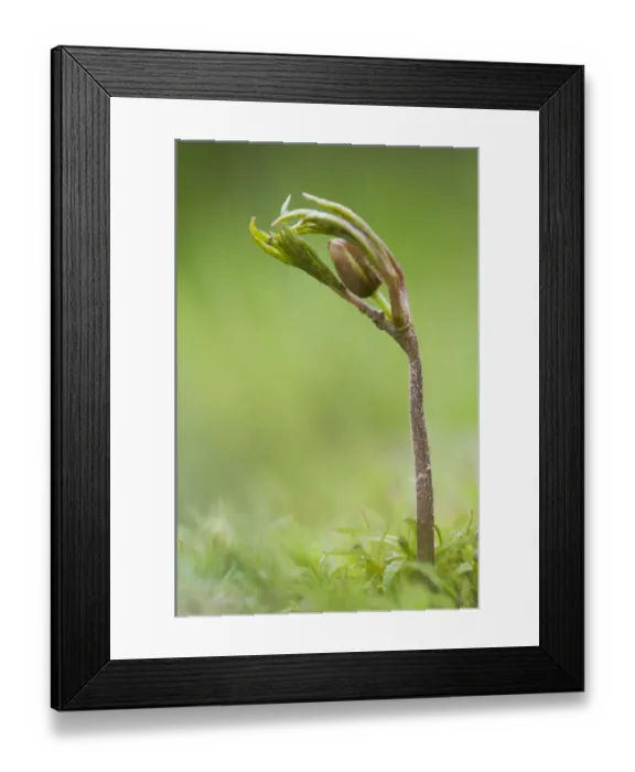 Framed Print : Wood Anemone (Anemone nemorosa) bud and shoot, Kent, England, April