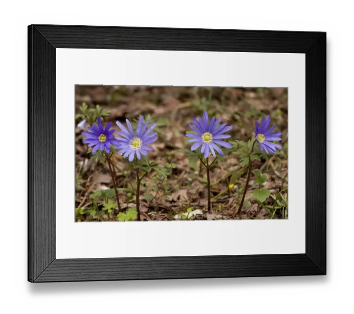 Framed Print : Greek Windflower (Anemone blanda) flowering, Mount Parnassus, Greece, April Framed Print : Greek Windflower (Anemone blanda) flowering, Mount Parnassus, Greece, April