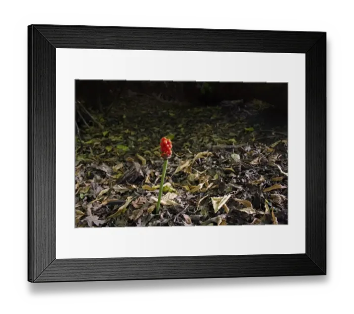 Framed Print : Lords and Ladies (Arum maculatum) ripe berries on spike, growing amongst leaf litter in woodland, Vicarage Plantation Framed Print : Lords and Ladies (Arum maculatum) ripe berries on spike, growing amongst leaf litter in woodland, Vicarage Plantation
