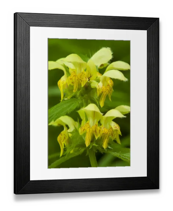 Framed Print : Yellow Archangel (Lamiastrum galeobdolon) close-up of flowers, Kent, England, June Framed Print : Yellow Archangel (Lamiastrum galeobdolon) close-up of flowers, Kent, England, June
