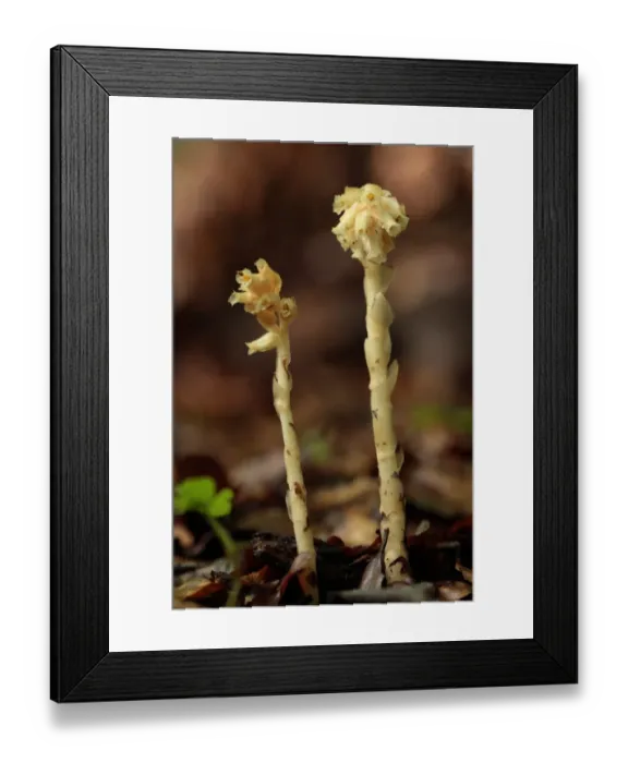Framed Print : Yellow Bird s-nest (Monotropa hypopitys) flowering, Davenport Wood, Buckinghamshire, England, July Framed Print : Yellow Bird s-nest (Monotropa hypopitys) flowering, Davenport Wood, Buckinghamshire, England, July