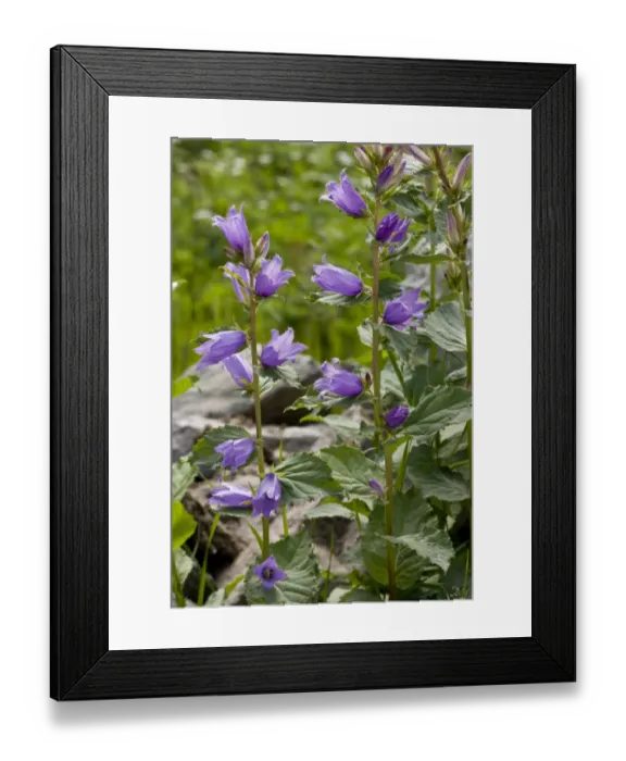 Framed Print : Giant Bellflower (Campanula latifolia) flowering, Pontic Mountains, Anatolia, Turkey, July Framed Print : Giant Bellflower (Campanula latifolia) flowering, Pontic Mountains, Anatolia, Turkey, July